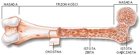 Edukator Budowa Kości Długiej