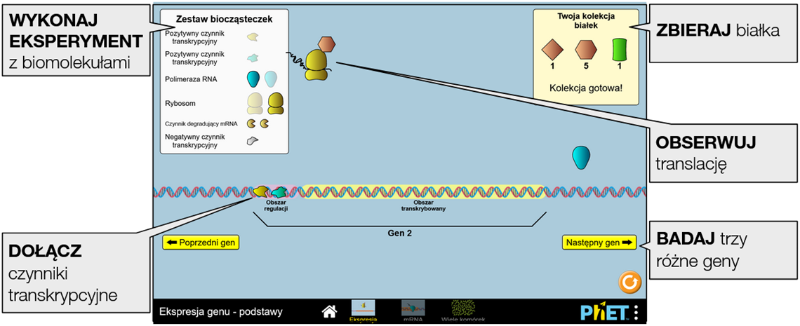 gene-expression-essentials5