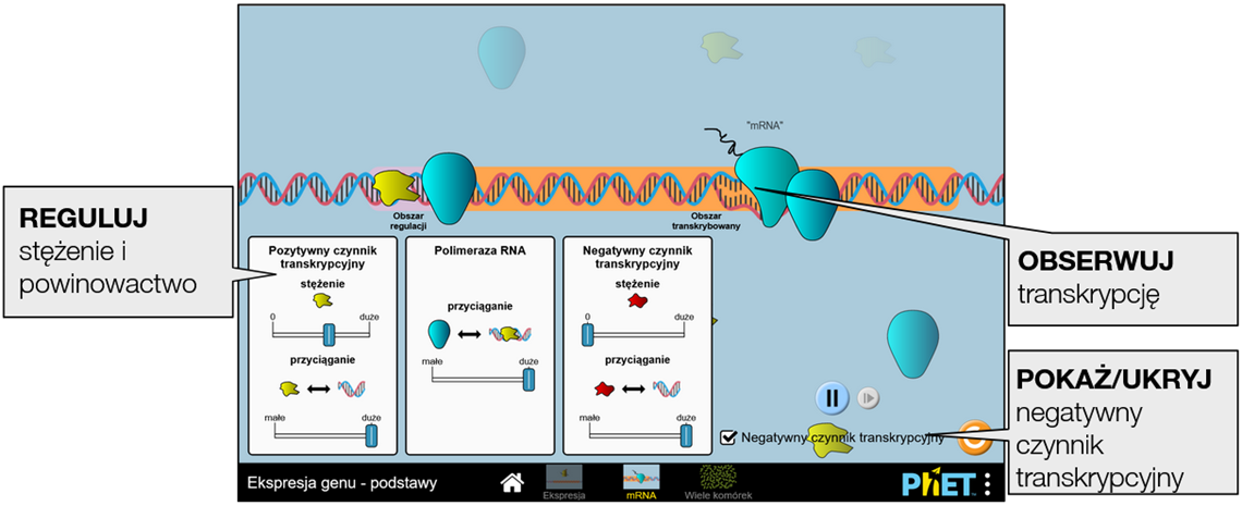 gene-expression-essentials6