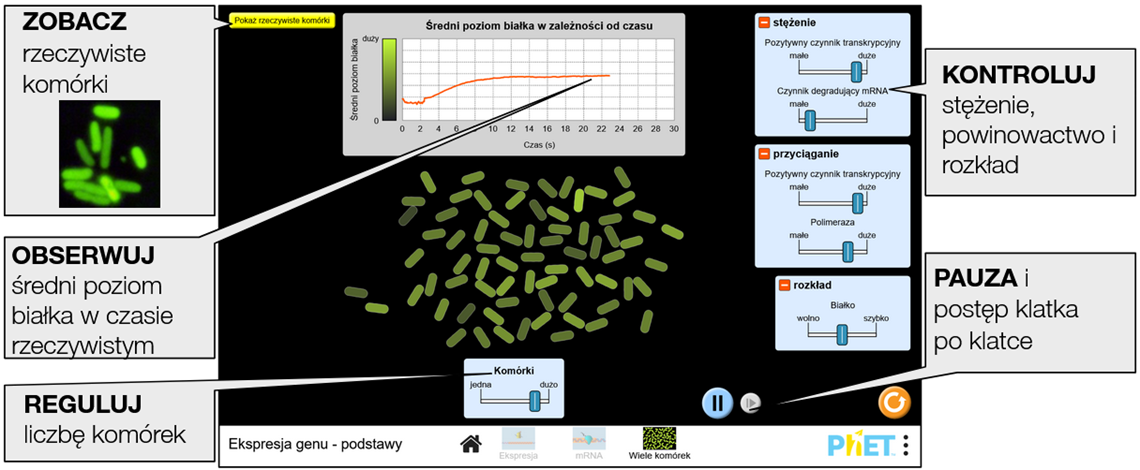 gene-expression-essentials7