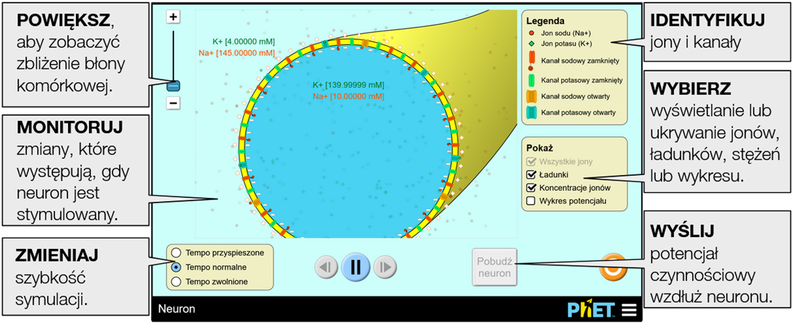 neuron3